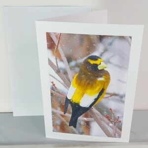 The Ever So Striking Evening Grosbeak Matte Finish 5" x 7" Blank Photo Card